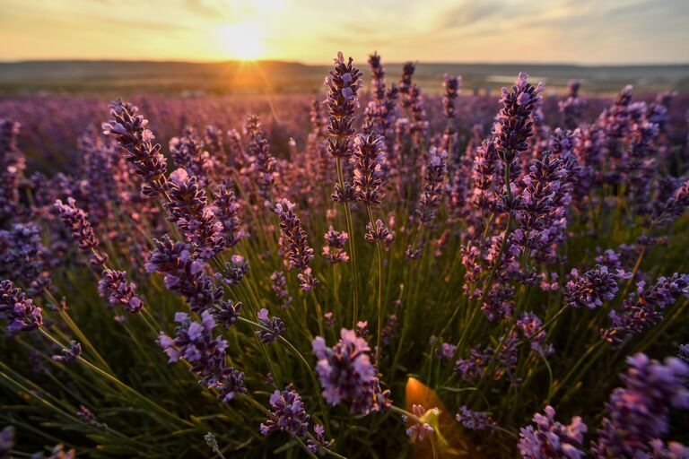 Места для самых лучших фотографий. В Крыму цветут лавандовые поля