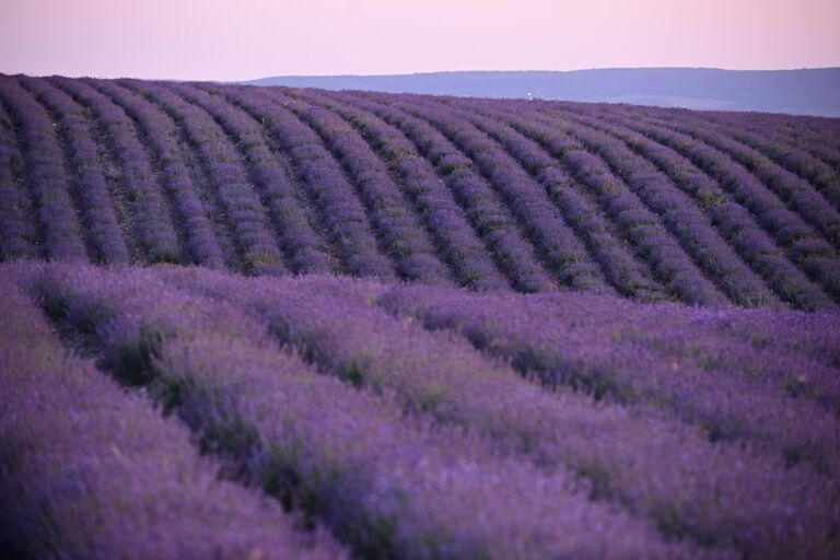 Места для самых лучших фотографий. В Крыму цветут лавандовые поля