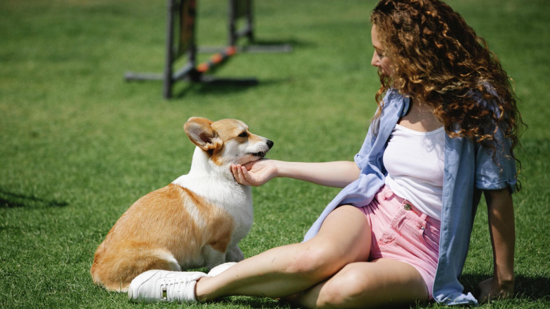 В Калининградской области появились отели Pet-friendly