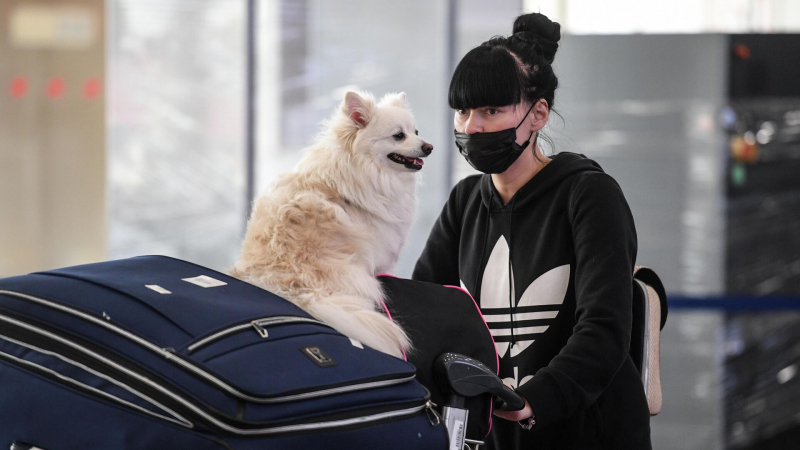 В Калининградской области появились отели Pet-friendly