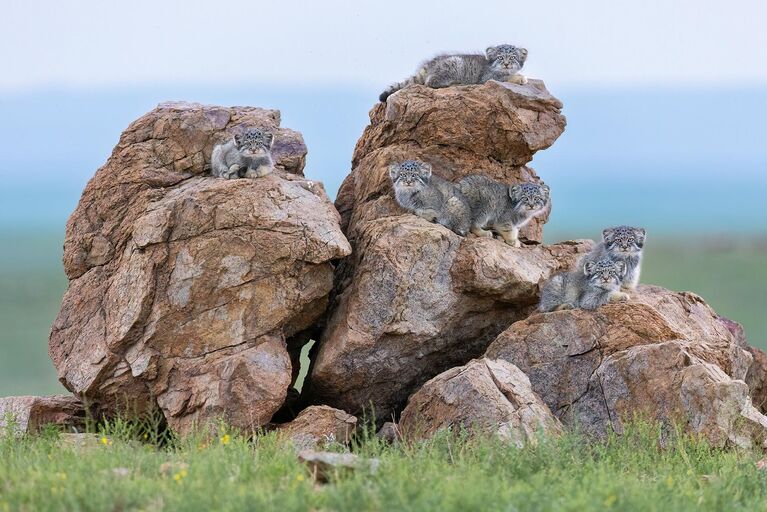 Сила дикой природы. В Москве открылся международный фотофестиваль
