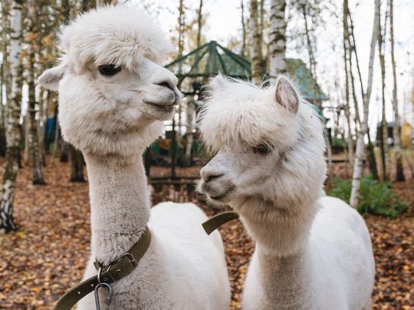 Идеальные выходные в Кашире — для тех, кому наскучили привычные маршруты