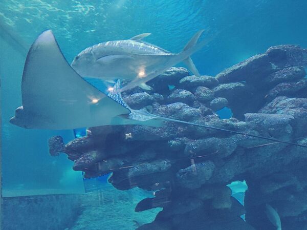 Израиль вновь открыт: прямые рейсы, русский язык и много интересного