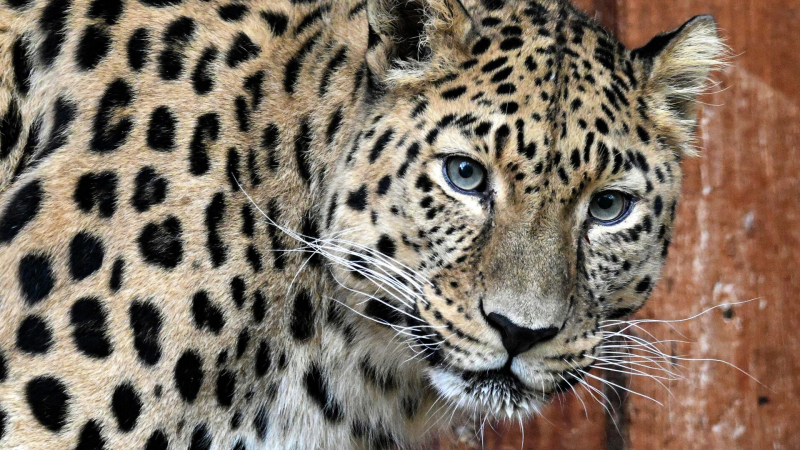 На конкурс "Дальний Восток — Земля приключений" поступило 506 фильмов