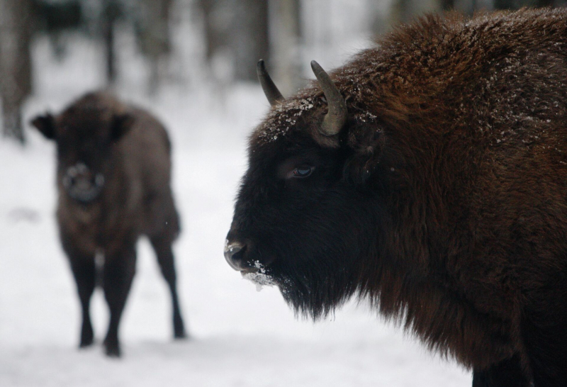 На Новый год в Белоруссию: близко, красиво, недорого