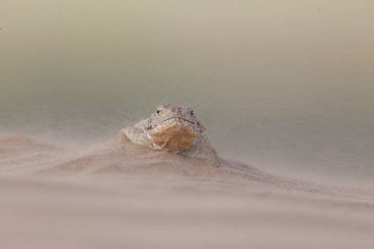 Реально: настоящие, а не сгенерированные ИИ кадры диких животных России