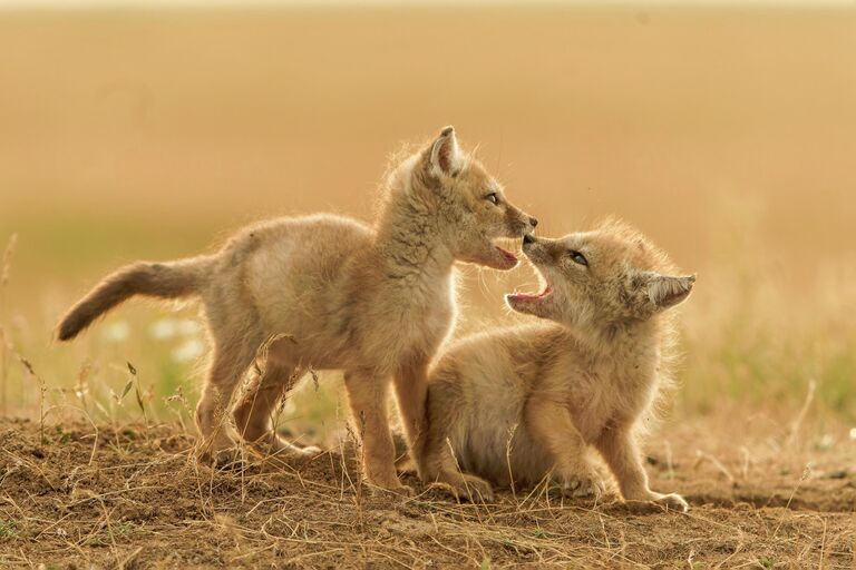 Реально: настоящие, а не сгенерированные ИИ кадры диких животных России