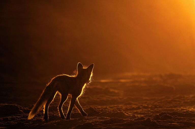 Реально: настоящие, а не сгенерированные ИИ кадры диких животных России