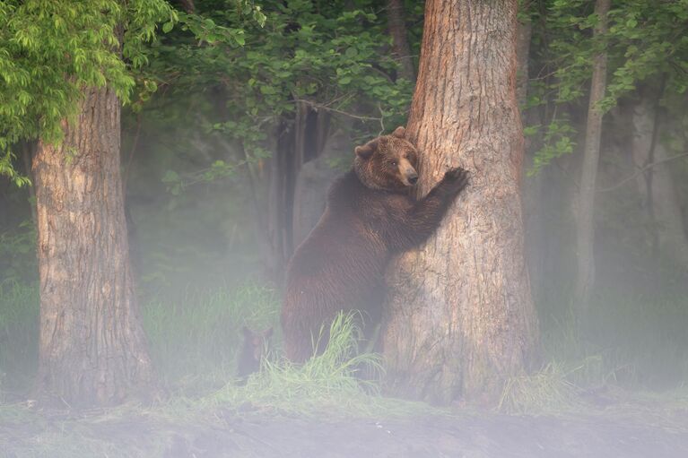 Реально: настоящие, а не сгенерированные ИИ кадры диких животных России