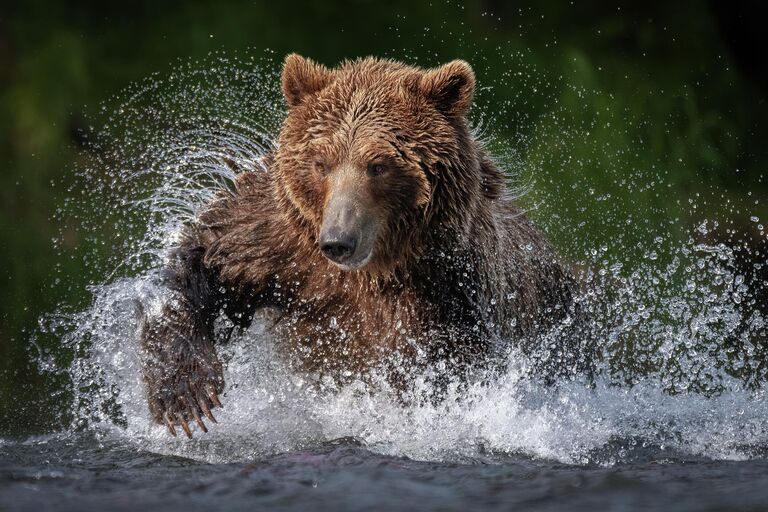 Реально: настоящие, а не сгенерированные ИИ кадры диких животных России