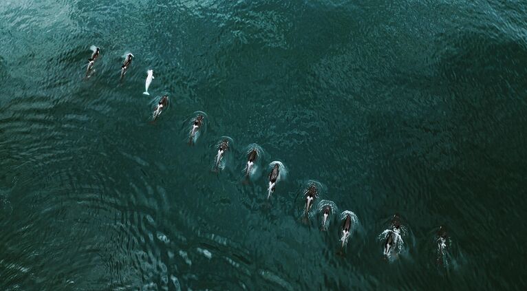 Реально: настоящие, а не сгенерированные ИИ кадры диких животных России