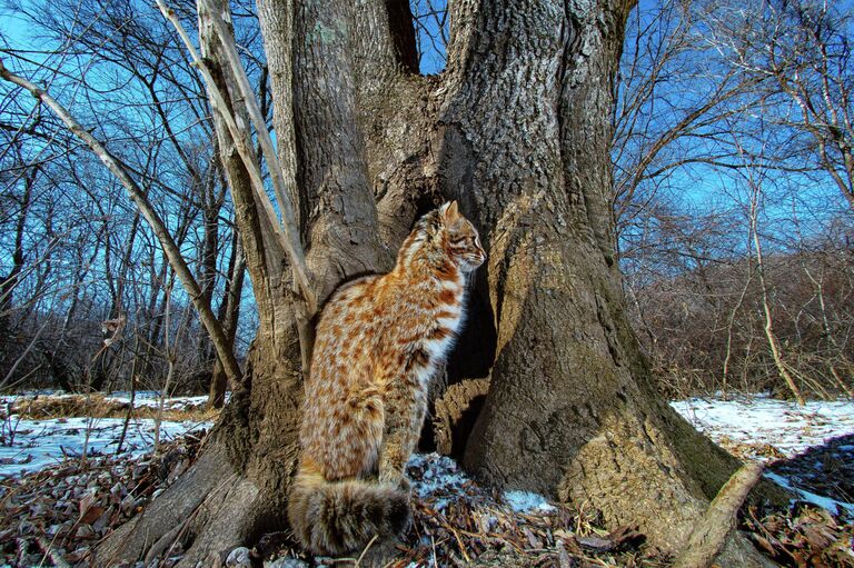 Реально: настоящие, а не сгенерированные ИИ кадры диких животных России