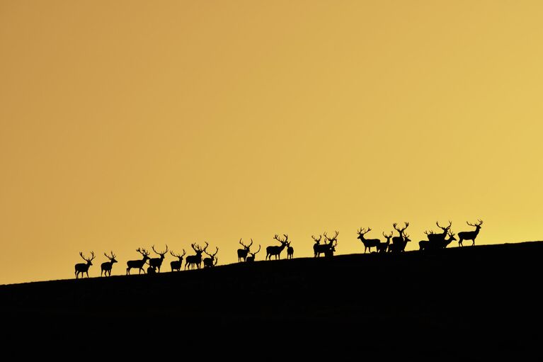 Реально: настоящие, а не сгенерированные ИИ кадры диких животных России