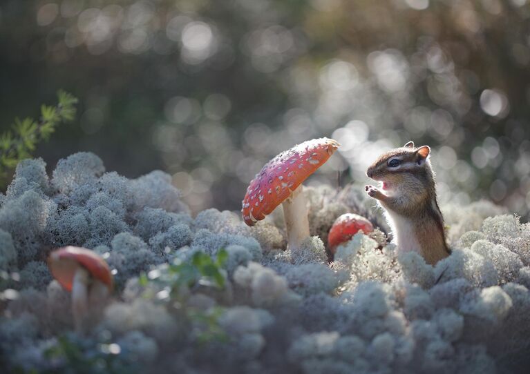 Реально: настоящие, а не сгенерированные ИИ кадры диких животных России