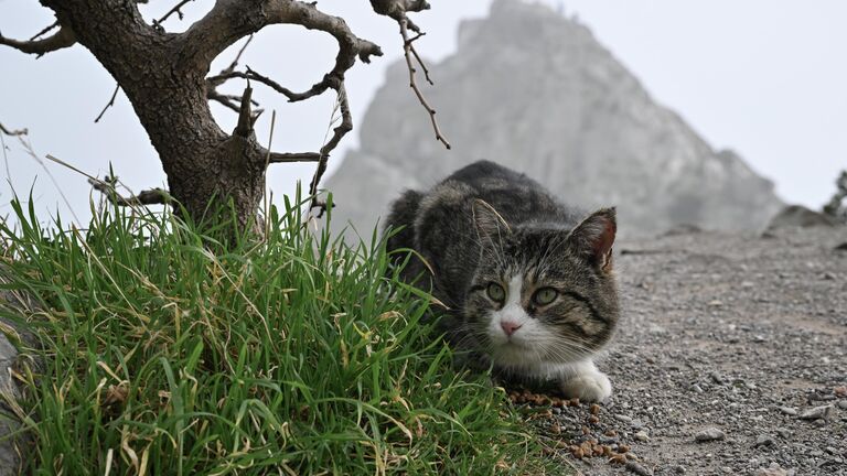 Новый год в Крыму: близко, тепло, красиво и недорого