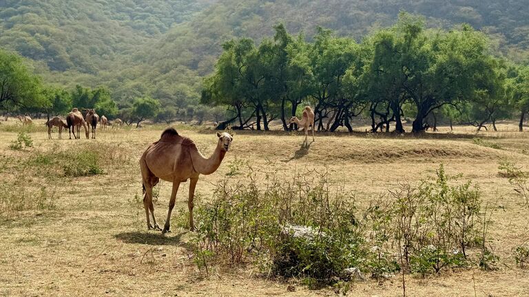 Первый рейс в Салалу: еще один зарубежный курорт открылся для россиян