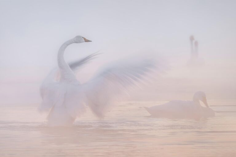 Самые редкие птицы России: шедевры фотоохоты на конкурсе РГО