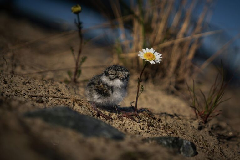 Самые редкие птицы России: шедевры фотоохоты на конкурсе РГО
