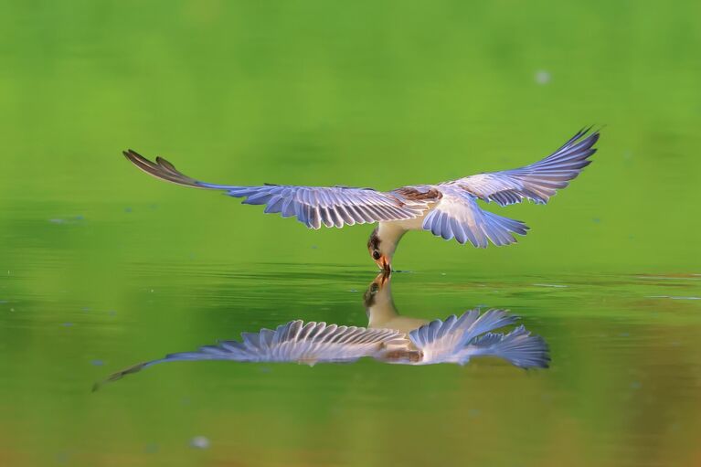 Самые редкие птицы России: шедевры фотоохоты на конкурсе РГО