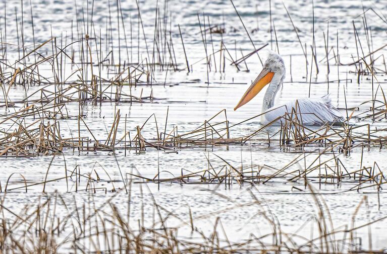 Самые редкие птицы России: шедевры фотоохоты на конкурсе РГО
