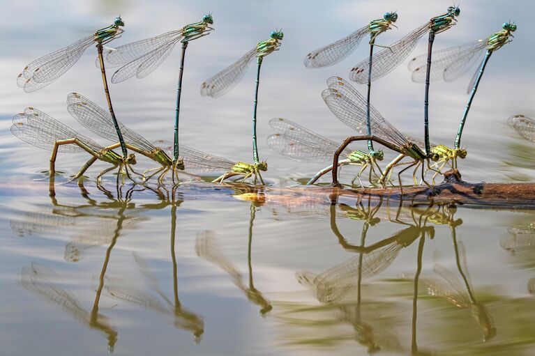 Красота под микроскопом: в РГО показали тайную жизнь паука, грибов и цветов