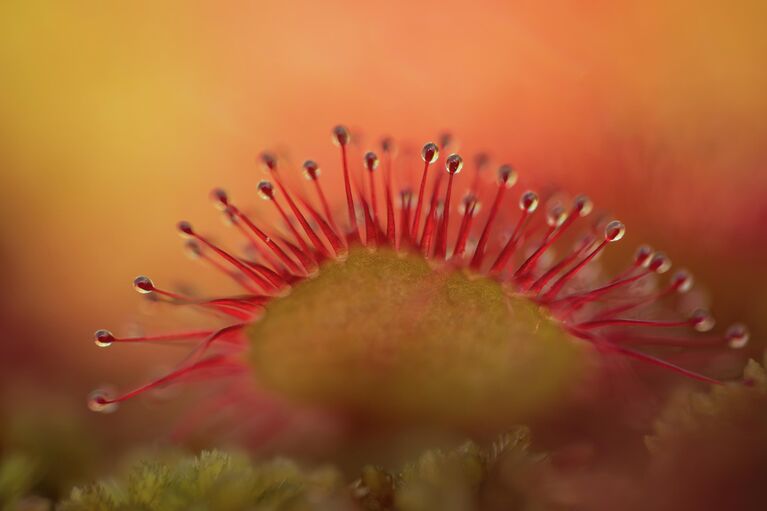 Красота под микроскопом: в РГО показали тайную жизнь паука, грибов и цветов