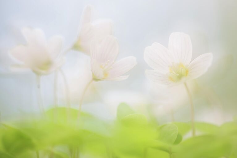 Красота под микроскопом: в РГО показали тайную жизнь паука, грибов и цветов