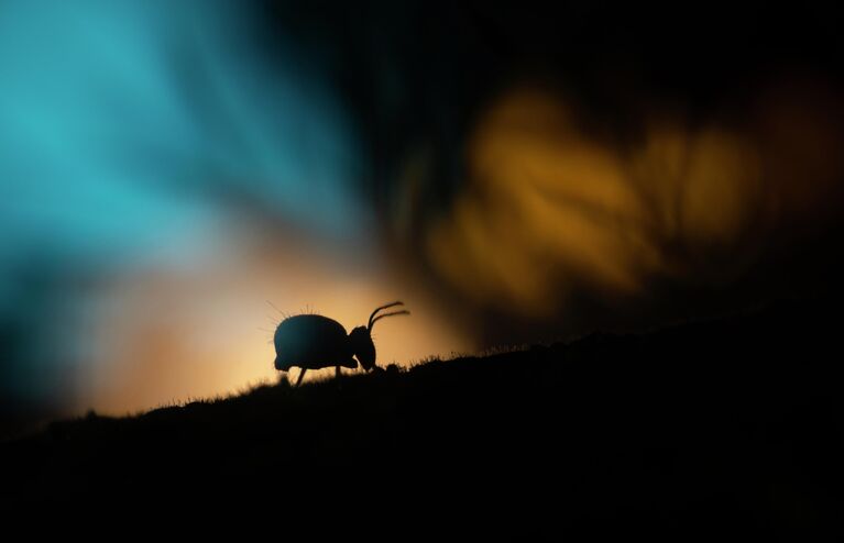 Красота под микроскопом: в РГО показали тайную жизнь паука, грибов и цветов