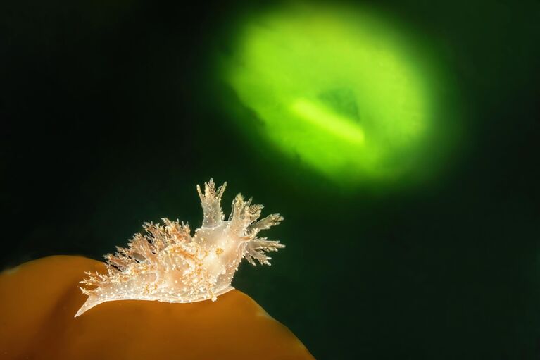 Красота под микроскопом: в РГО показали тайную жизнь паука, грибов и цветов