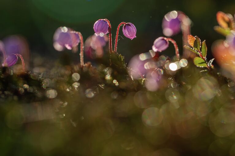 Красота под микроскопом: в РГО показали тайную жизнь паука, грибов и цветов