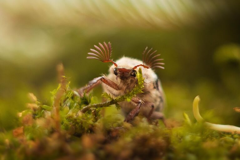 Красота под микроскопом: в РГО показали тайную жизнь паука, грибов и цветов