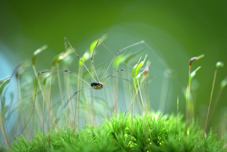 Красота под микроскопом: в РГО показали тайную жизнь паука, грибов и цветов