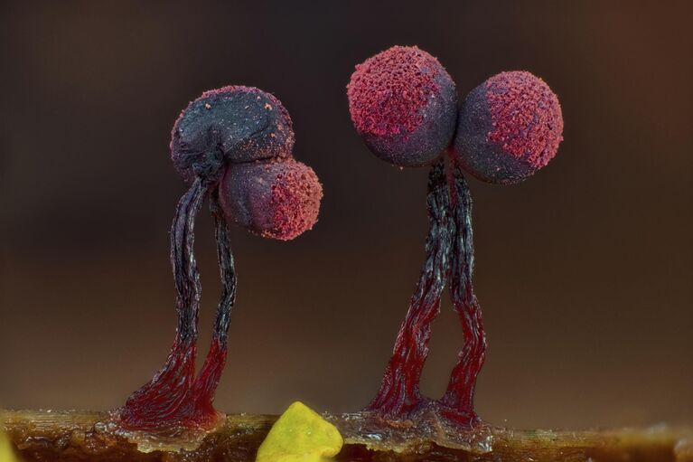 Красота под микроскопом: в РГО показали тайную жизнь паука, грибов и цветов