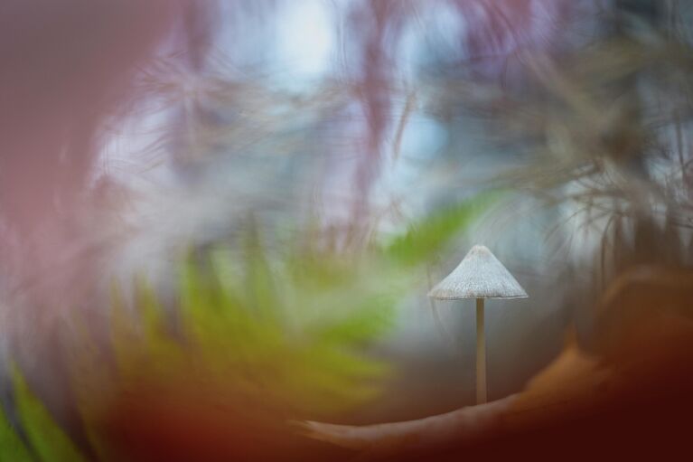 Красота под микроскопом: в РГО показали тайную жизнь паука, грибов и цветов