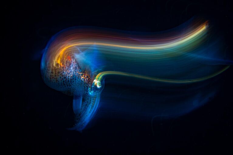 Красота под микроскопом: в РГО показали тайную жизнь паука, грибов и цветов