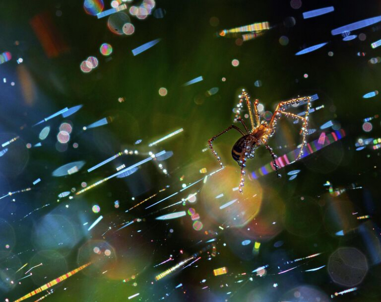 Красота под микроскопом: в РГО показали тайную жизнь паука, грибов и цветов