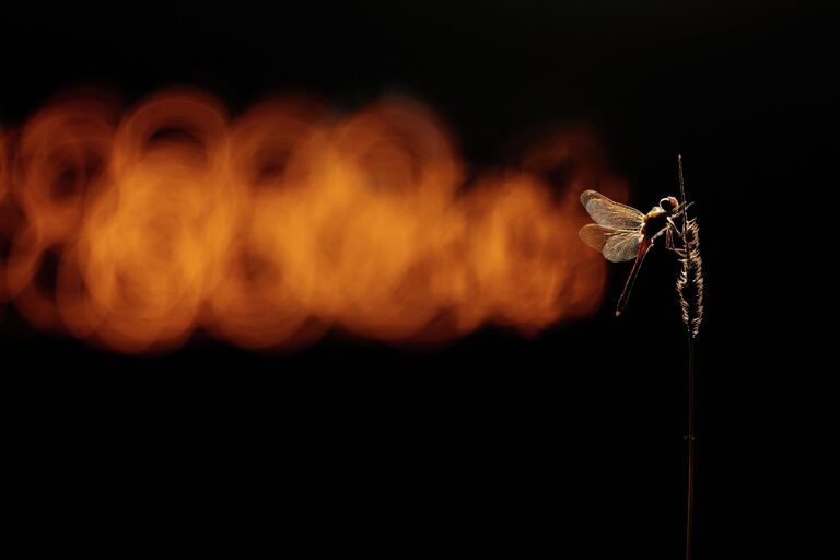 Красота под микроскопом: в РГО показали тайную жизнь паука, грибов и цветов