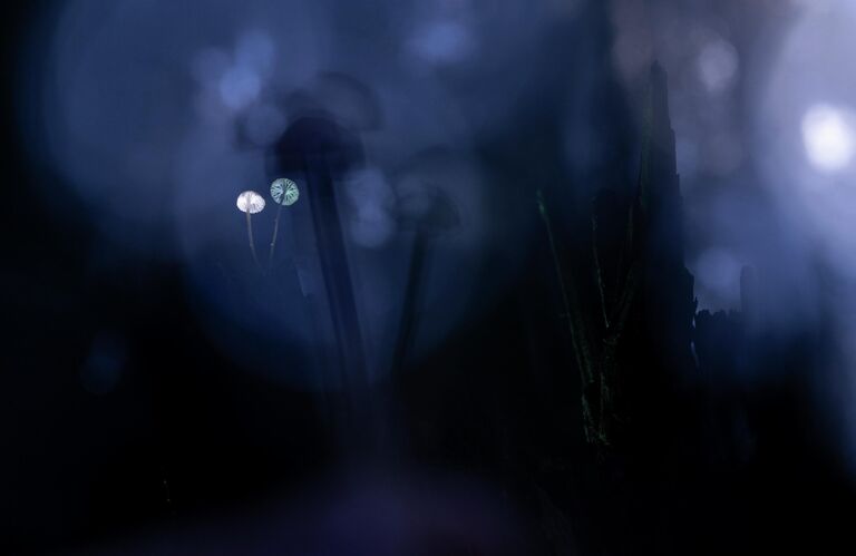 Красота под микроскопом: в РГО показали тайную жизнь паука, грибов и цветов