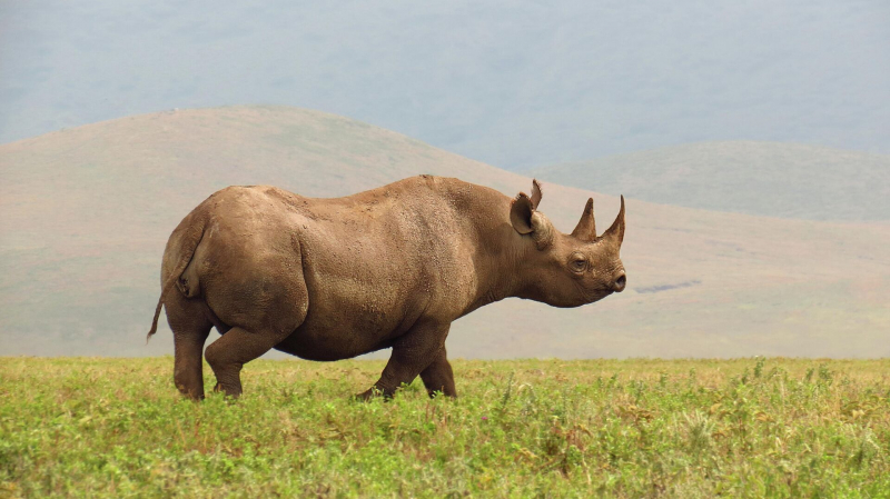 Мечтая об Африке: что и за какую цену можно посмотреть на континенте