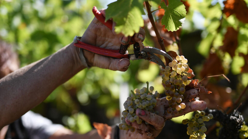 Названы товары, которые беспошлинно можно покупать на острове Хайнань