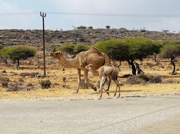Оманские Мальдивы по цене Египта. Чем удивит россиян курорт Салала