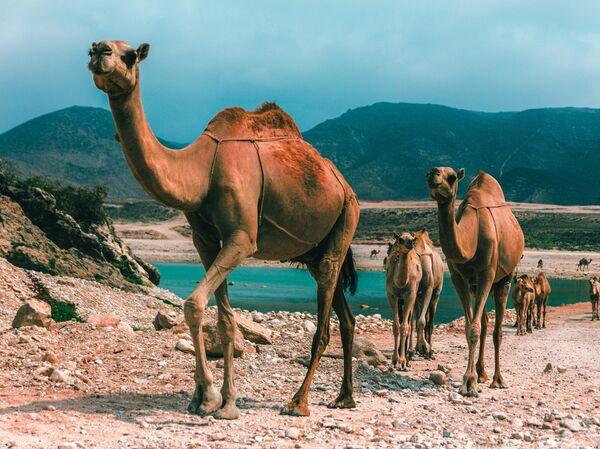 Оманские Мальдивы по цене Египта. Чем удивит россиян курорт Салала