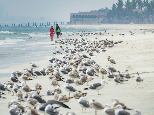 Оманские Мальдивы по цене Египта. Чем удивит россиян курорт Салала