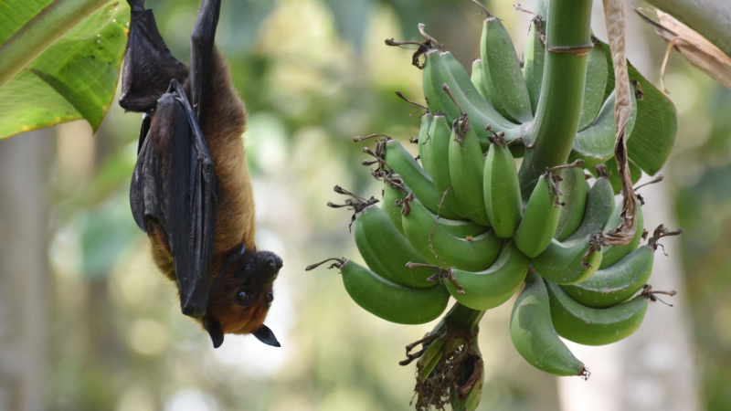 Туристов из России предупредили об опасности вьетнамских сколопендр и медуз