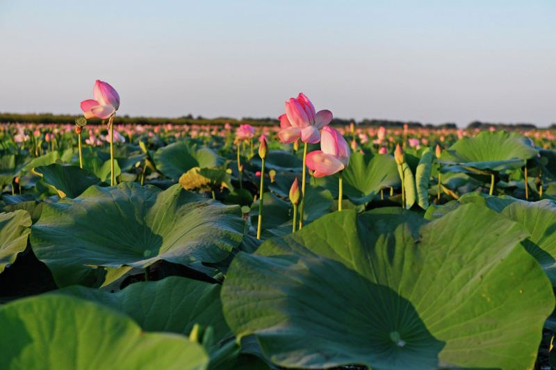 Интересно и пока не опасно: лучшие туры для россиян на гонки и концерты