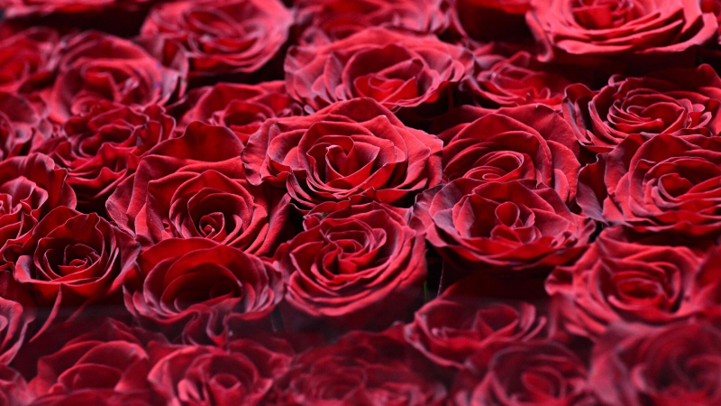 Названы популярные места отдыха россиян на 8 Марта