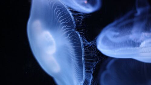 В Узбекистане рассказали о росте спроса на поездки из России