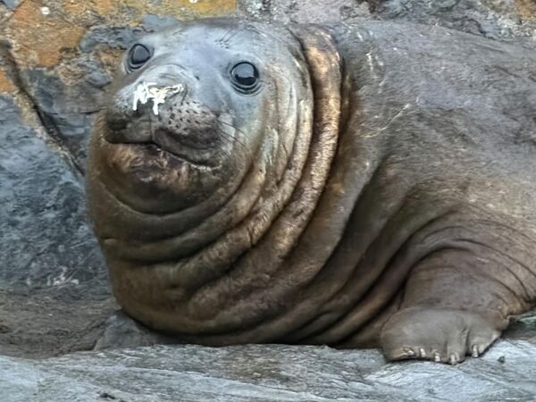 Юлия Барановская: "От красоты Антарктики хочется плакать"