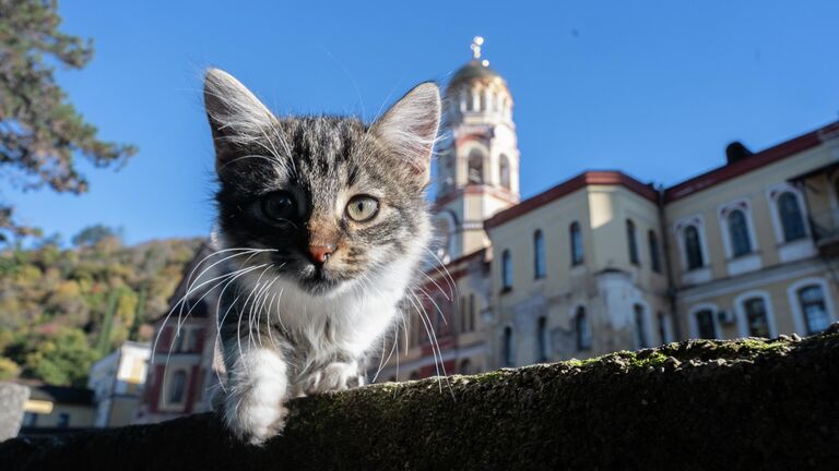 Конкурент Сочи: цены, билеты и правила посещения Абхазии в 2026 году
