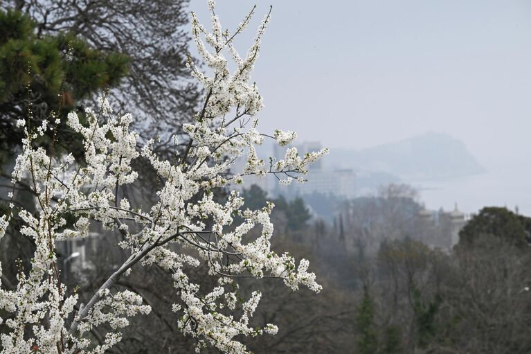 Крымская весна: самые красивые цветущие места полуострова